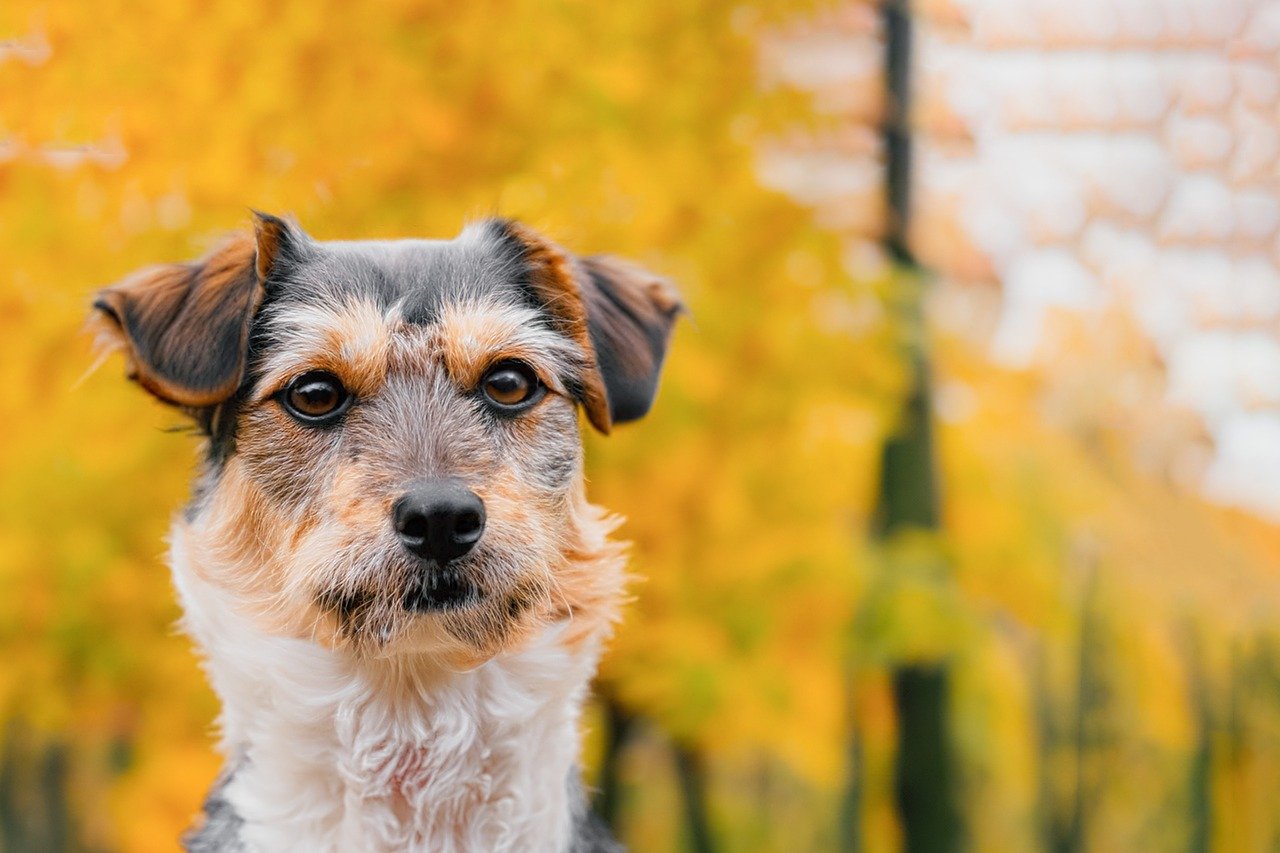 שכונת קארלין בפראג מתחדשת בפארק חדש לכלבים