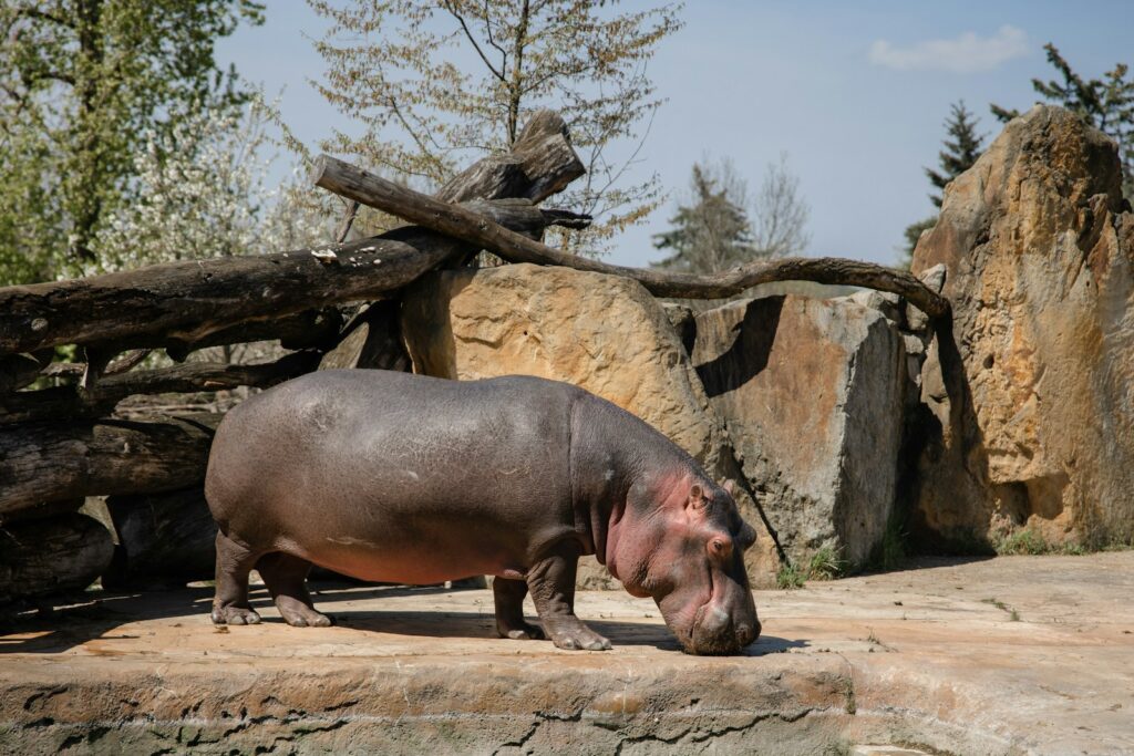 a hippopotamus standing on a rock in a zoo enclosure